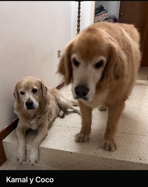 purujit1912 uploaded   1 year/s ago