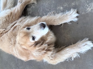 Coco of the purujit1912 family