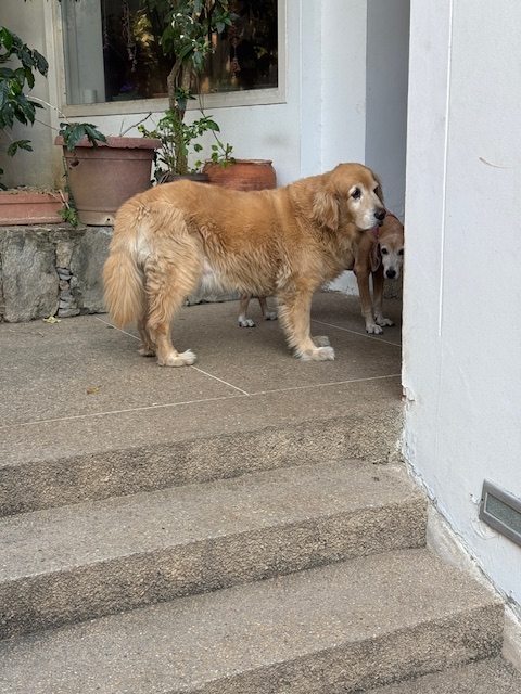 purujit1912 uploaded   1 year/s ago