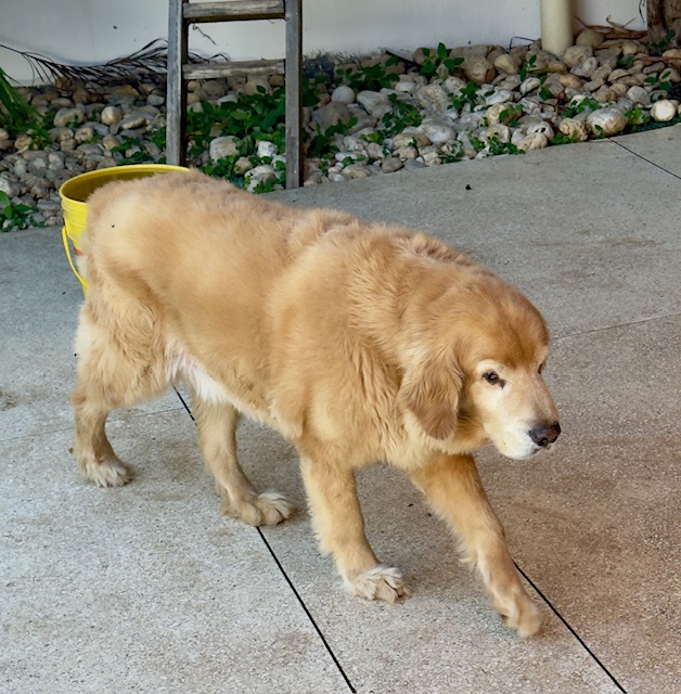 purujit1912 uploaded   317  day/s  ago