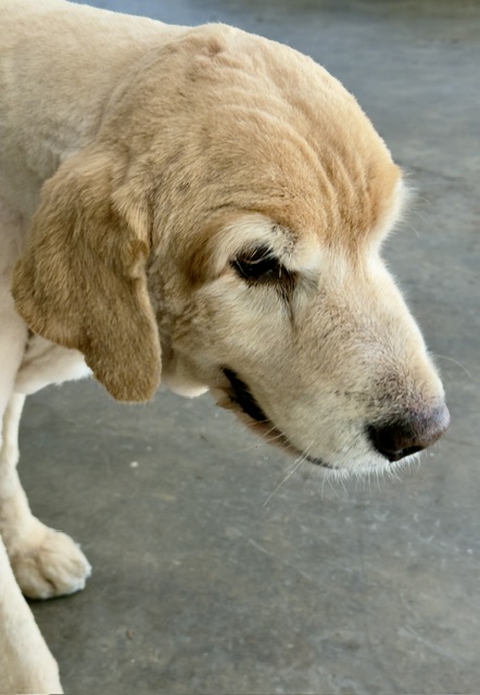 Coco of the purujit1912 family