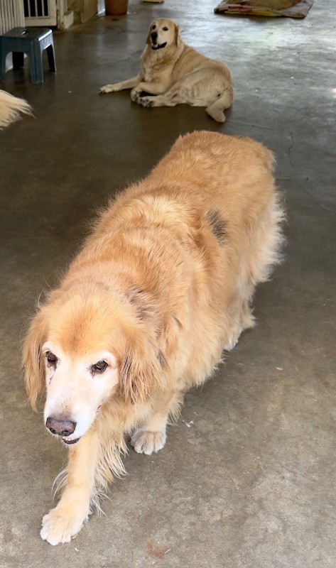 Coco of the purujit1912 family