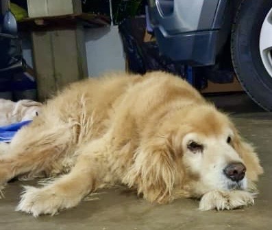 Coco of the purujit1912 family