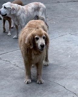 Coco of the purujit1912 family