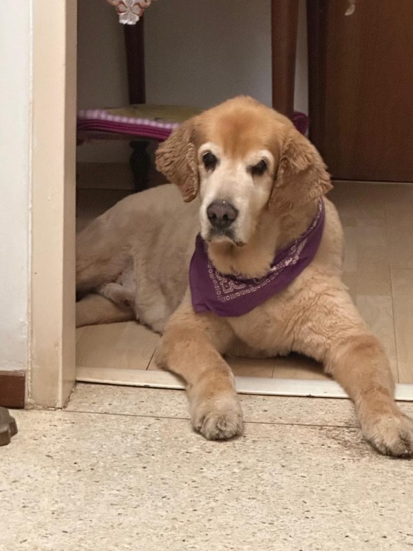 purujit1912 uploaded   1 year/s ago