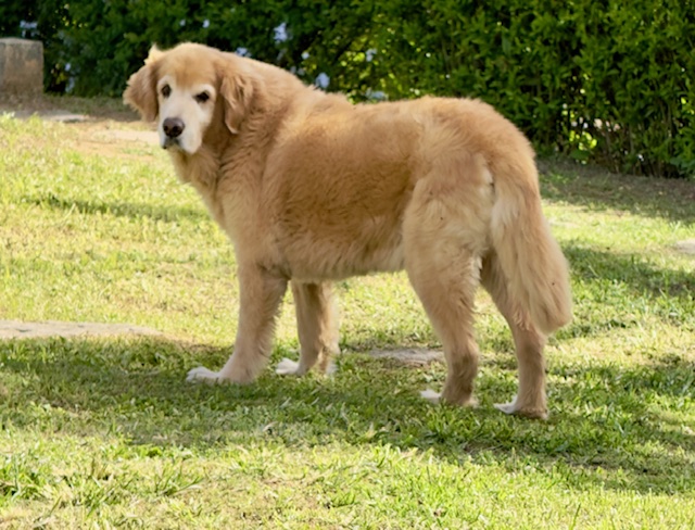 purujit1912 uploaded   317  day/s  ago