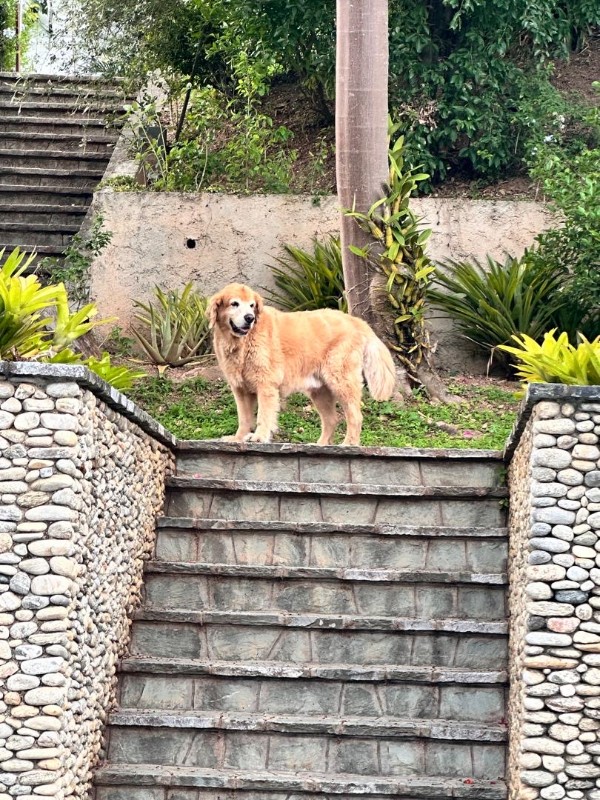 purujit1912 uploaded   293  day/s  ago