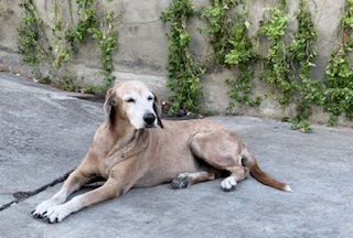 Chocolate of the purujit1912 family