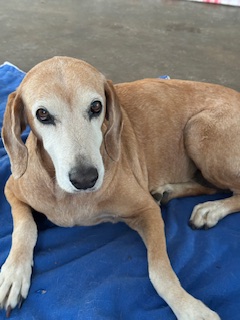 Chocolate of the purujit1912 family