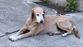 purujit1912 uploaded   152  day/s  ago