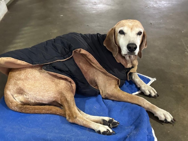 Chocolate of the purujit1912 family