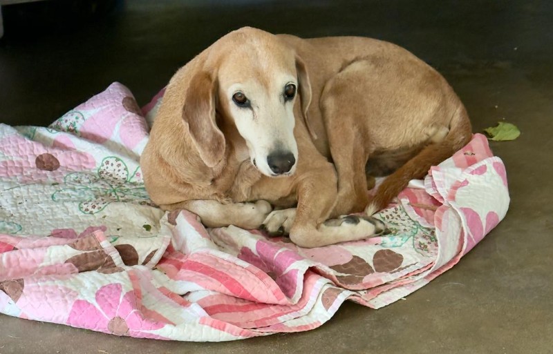 Chocolate of the purujit1912 family