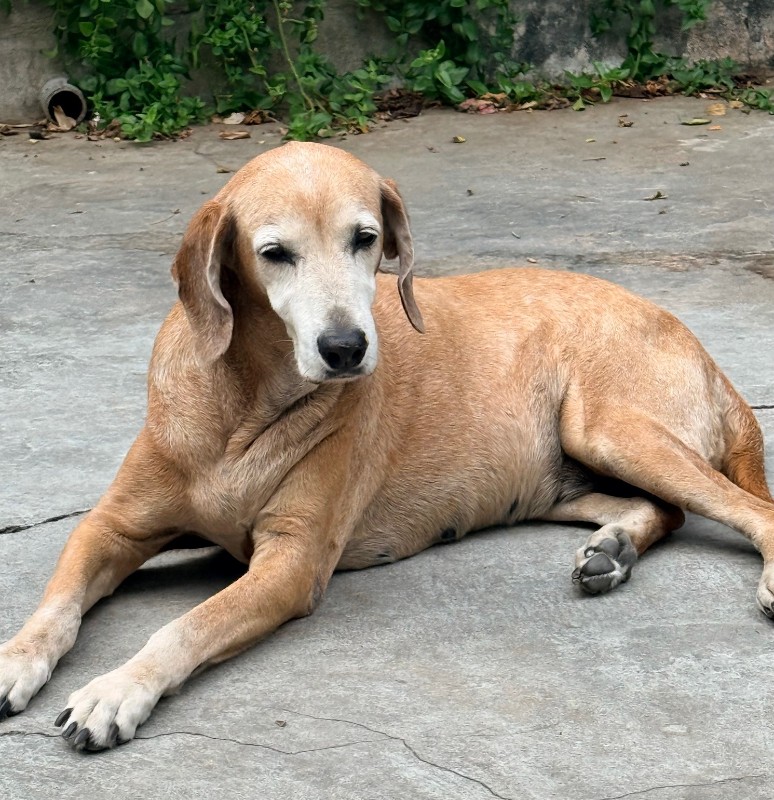 purujit1912 uploaded   204  day/s  ago