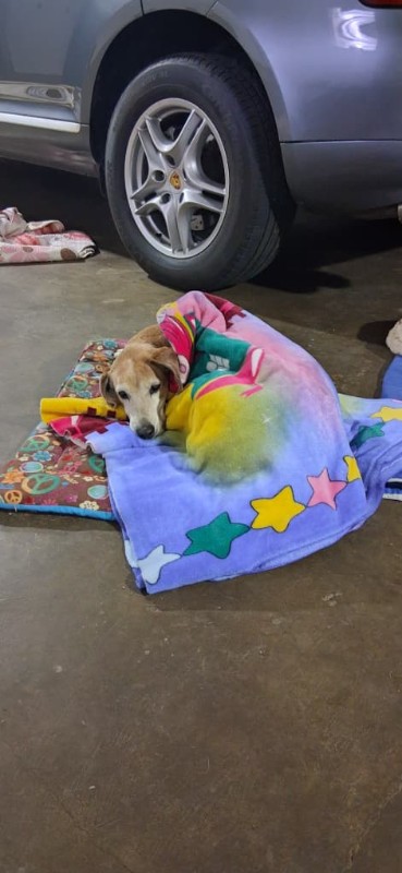 Chocolate of the purujit1912 family