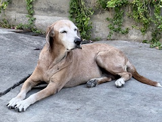 purujit1912 uploaded   152  day/s  ago