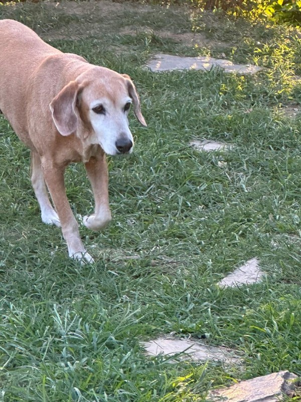 Chocolate of the purujit1912 family