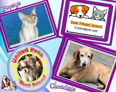 Chocolate of the purujit1912 family