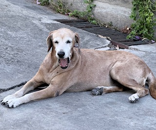 purujit1912 uploaded   152  day/s  ago