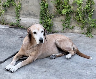 purujit1912 uploaded   152  day/s  ago