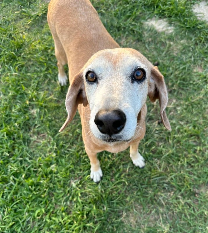 Chocolate of the purujit1912 family