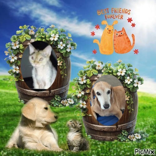 Chocolate of the purujit1912 family