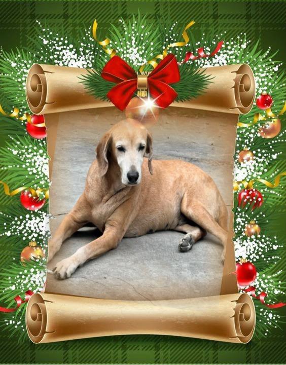 Chocolate of the purujit1912 family