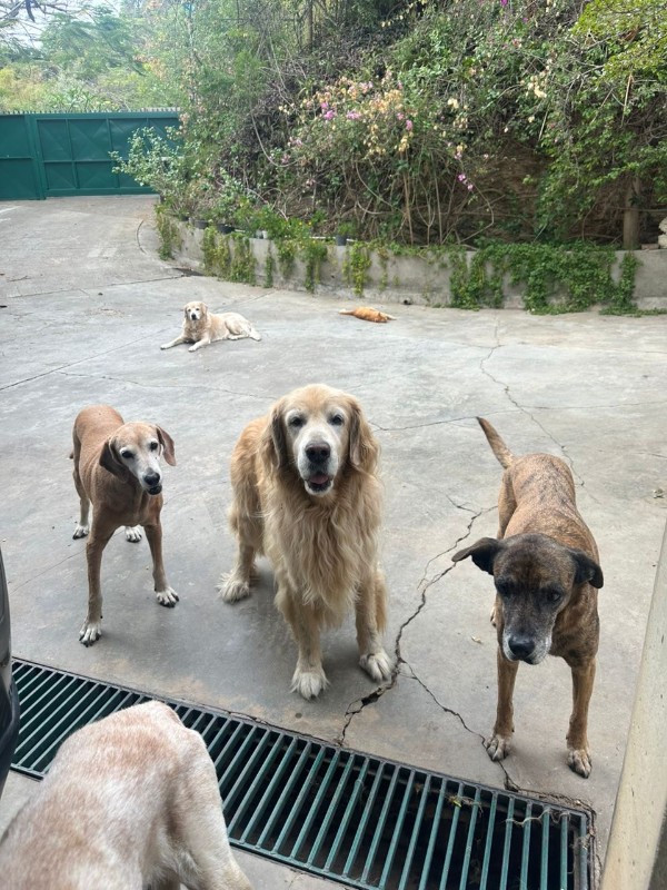 Chocolate of the purujit1912 family