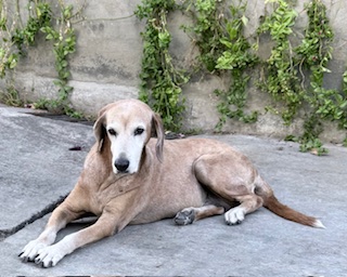 purujit1912 uploaded   152  day/s  ago