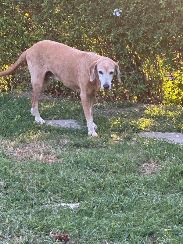 Chocolate of the purujit1912 family