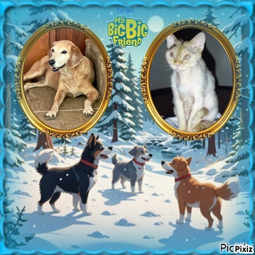 Chocolate of the purujit1912 family