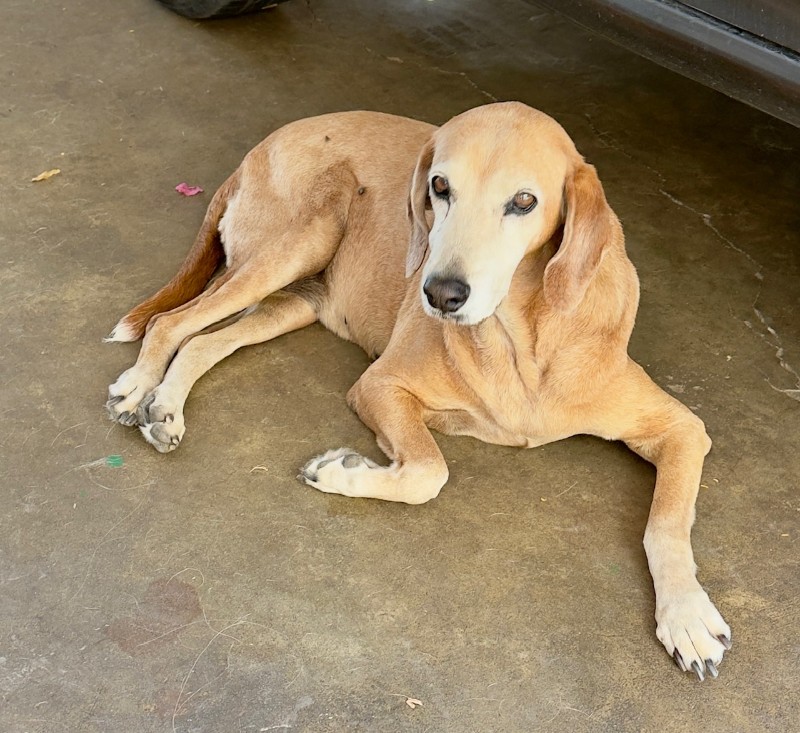Chocolate of the purujit1912 family