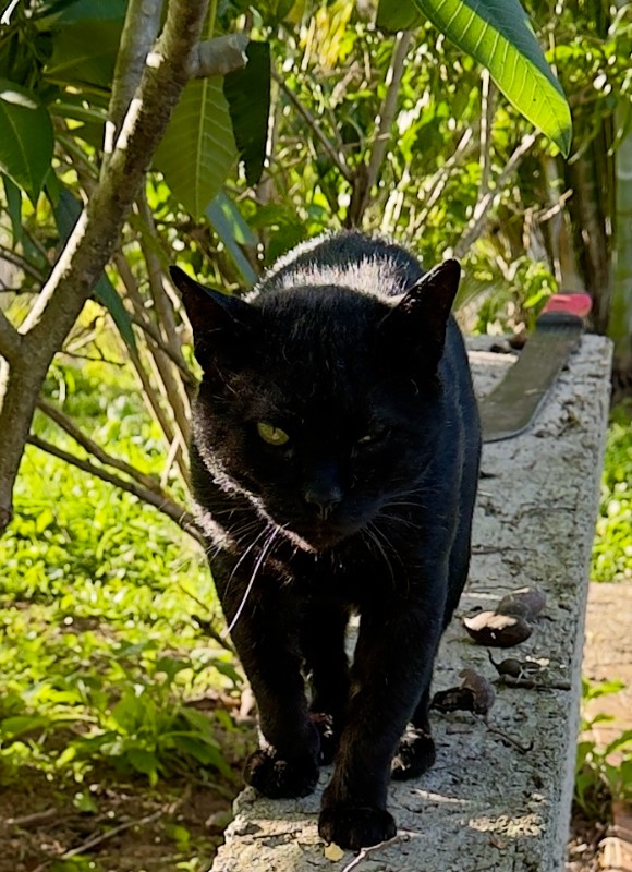 purujit1912 uploaded   217  day/s  ago