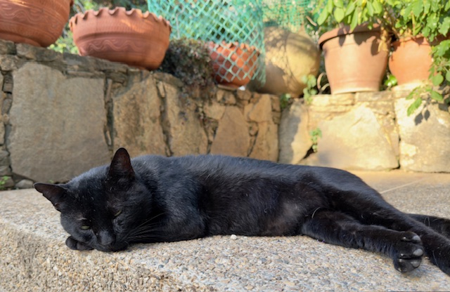 purujit1912 uploaded   221  day/s  ago