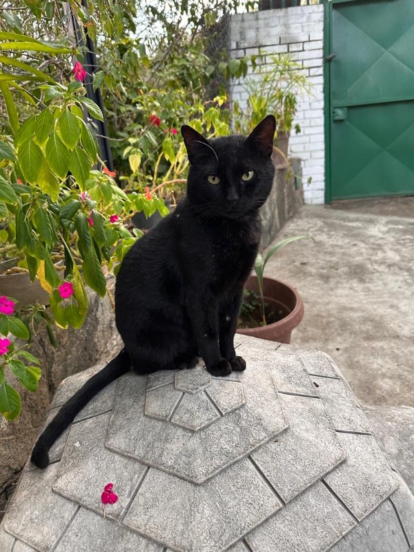 purujit1912 uploaded   1 year/s ago