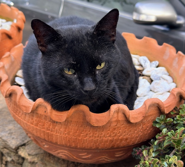 purujit1912 uploaded   197  day/s  ago