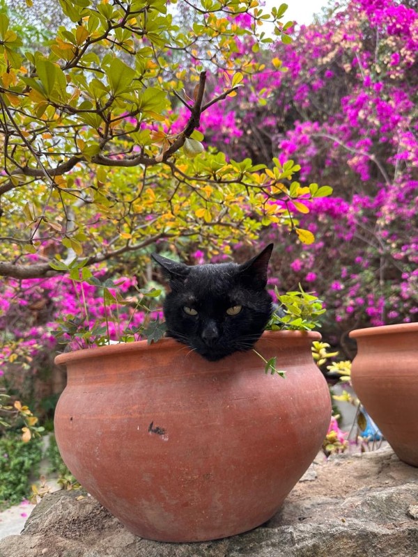 purujit1912 uploaded   1 year/s ago