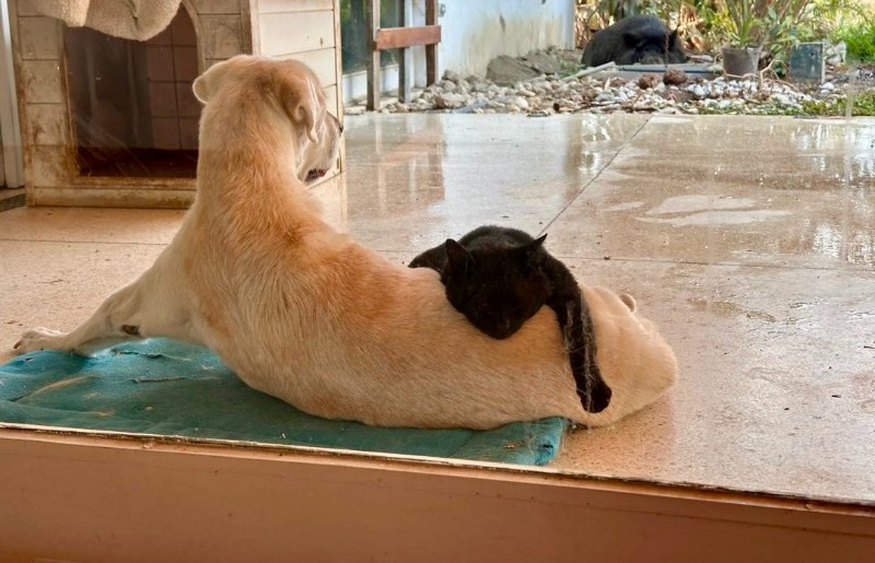 purujit1912 uploaded   1 year/s ago