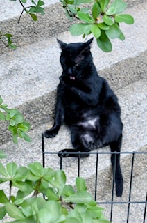 Sundar of the purujit1912 family