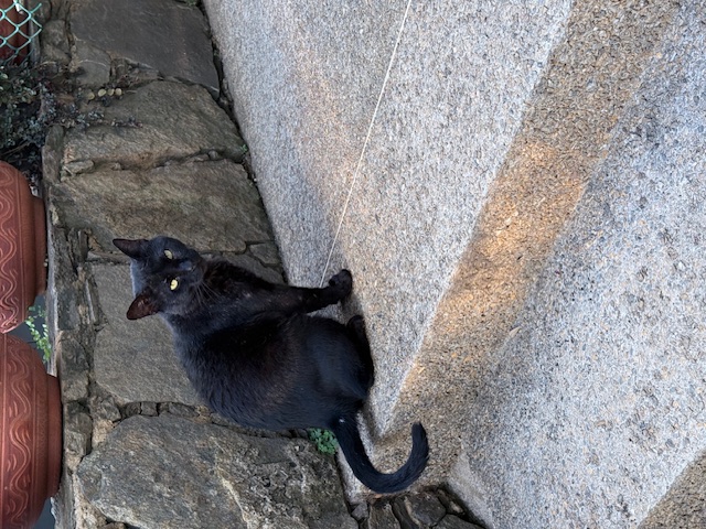 purujit1912 uploaded   197  day/s  ago