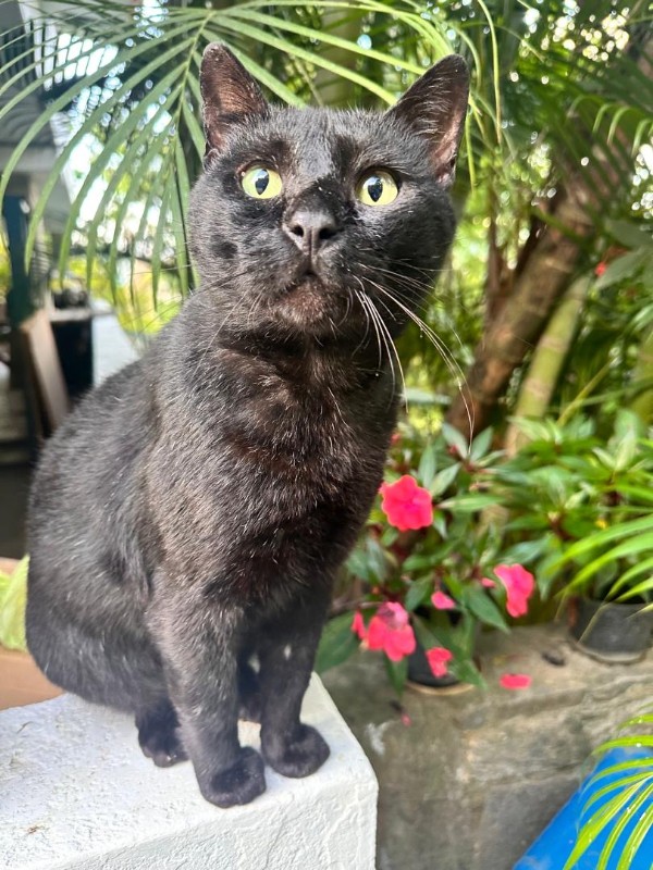 purujit1912 uploaded   221  day/s  ago