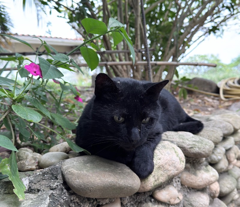 purujit1912 uploaded   204  day/s  ago