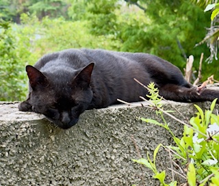 purujit1912 uploaded   342  day/s  ago