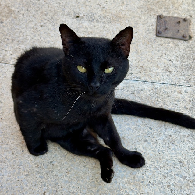 purujit1912 uploaded   317  day/s  ago