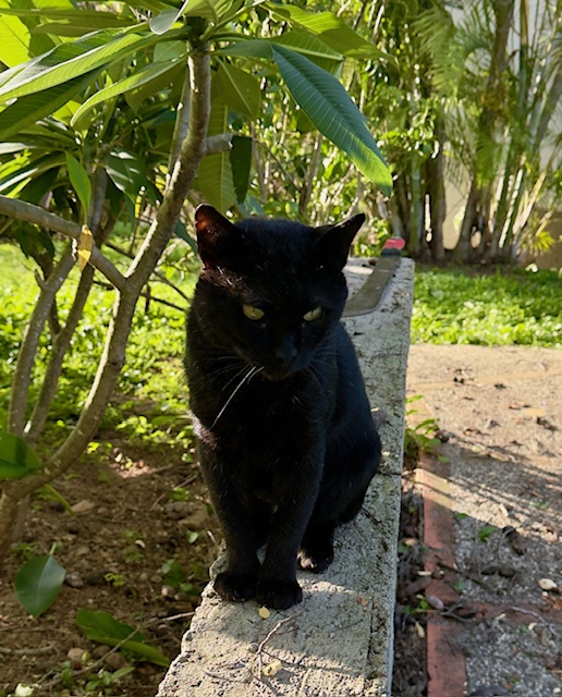 purujit1912 uploaded   293  day/s  ago