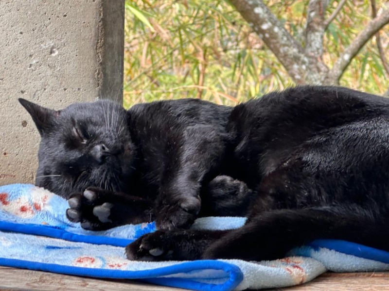 purujit1912 uploaded   1 year/s ago