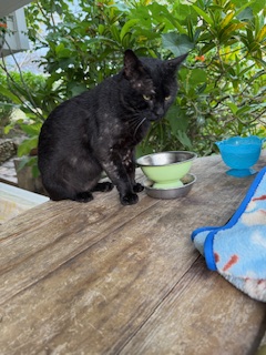 purujit1912 uploaded   354  day/s  ago