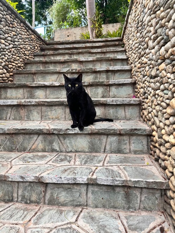 purujit1912 uploaded   293  day/s  ago