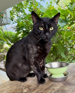 purujit1912 uploaded   354  day/s  ago