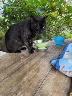 purujit1912 uploaded   354  day/s  ago