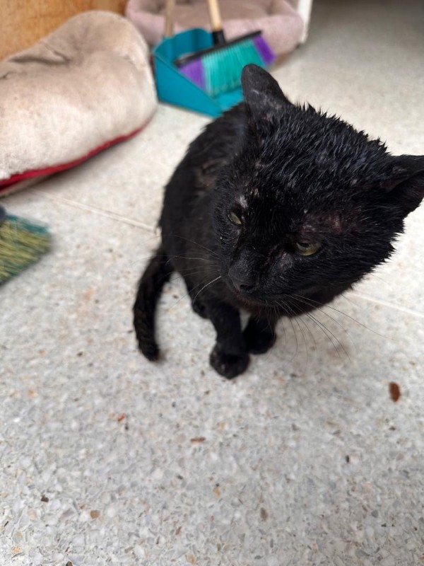 purujit1912 uploaded   1 year/s ago